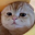 TAOCat by Virtuals Logo