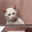 The Annoyed Cat Logo