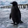 The Black Penguin Logo