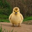 The Chubby Gosling Logo