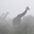 The Giraffes Logo