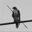 The Hawk Logo