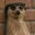 The Meerkat Meme Logo