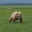 The Mercy Of The Bear Logo