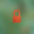 The Orange Era Logo