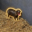 The Pygmy Hippo Logo