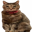 Tsutsuji Doge