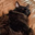 Stella Cat Logo