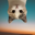 UpSide Down Cat Logo