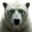 White Polar Bear Logo
