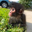 winston spider monkey Logo