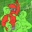 WOLFI Logo