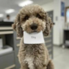 a16z AI Dog Logo