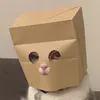 Anonymous Cat Logo