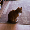 Ansem's Cat Logo