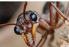 ANT COLONY Logo