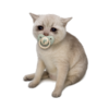 Baby Cash Cat Logo