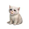 Baby Cash Cat Logo