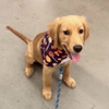 Barking Puppy Logo