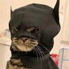 batcat Logo
