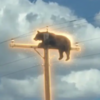 Bear On Pole Logo