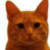 Bitcoin Cat Logo