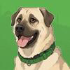 Boji Logo