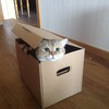 Boxed Cat Logo