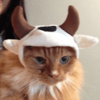 bullish Logo