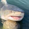 부캉이 busan shark Logo