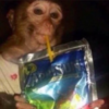 Caprisun Monkey Logo
