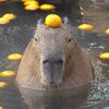 capybara Logo