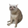 Cash Cat Logo