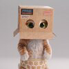 Cat wif Box Logo
