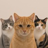 Cats Logo