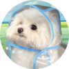 COAT DOG Logo