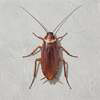 cockroach Logo