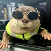 Degen the Otter Logo