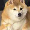doge秽土转生版真名 Logo