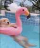 doginpool Logo