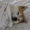 Dogsheetcoin Logo