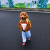 dogwifpants Logo
