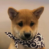 Dogwifscarf Logo