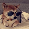 dogwithSHDZ Logo