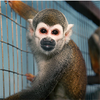 Escaped Lab Monkeys Logo