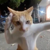 Fighting Cat Logo