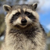 First Convicted Raccoon Logo