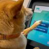 First Dog to Buy Crypto Logo