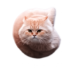 Flying Spinning Cat Logo