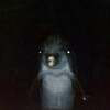 Gerald The Dolphin Logo